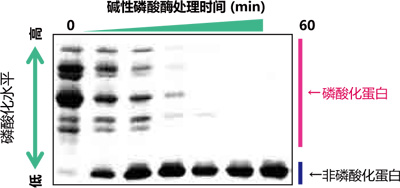 日本和光Wako磷酸化蛋白—Phostag&trade; 丙烯酰胺-蛋白研究