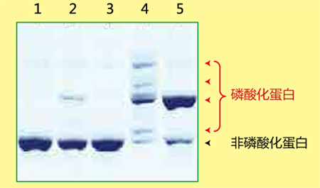 日本和光Wako磷酸化蛋白—Phostag&trade; 丙烯酰胺-蛋白研究