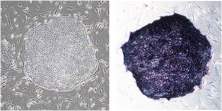 StemSure&#174; Serum Repl日本和光Wako 干细胞 ES细胞・iPS细胞培养用血清代替品-细胞培养