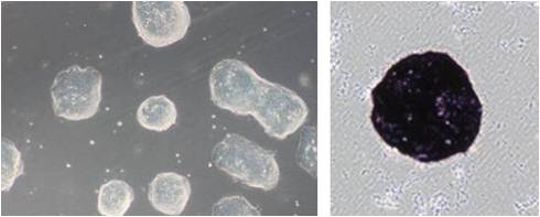 StemSure&#174; Serum Repl日本和光Wako 干细胞 ES细胞・iPS细胞培养用血清代替品-细胞培养