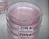 三博特 SHellDisH贝壳型培养皿-培养皿