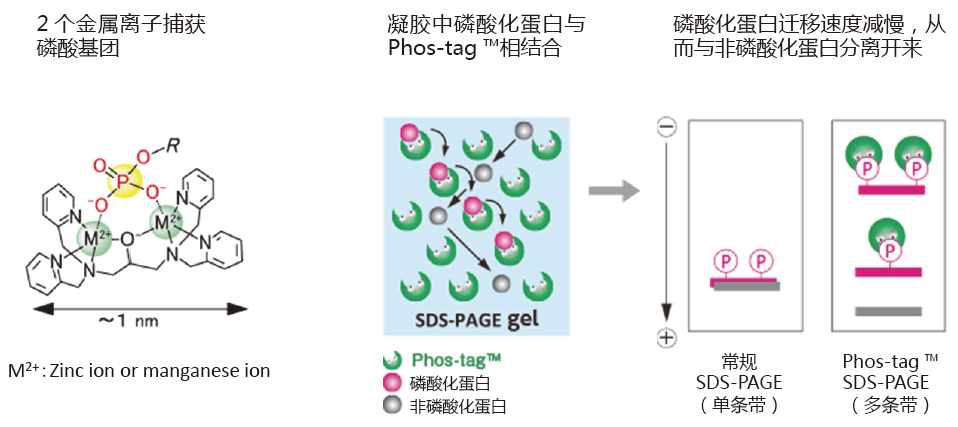 磷酸化蛋白提取日本和光Wako磷酸化蛋白提取SuperSep Phostag&trade; 预制胶-蛋白研究