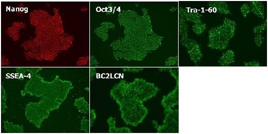 干细胞Wako和光干细胞人多能性干细胞无血清培养基-细胞培养