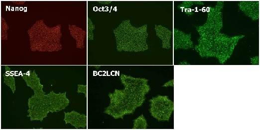 干细胞Wako和光干细胞人多能性干细胞无血清培养基-细胞培养