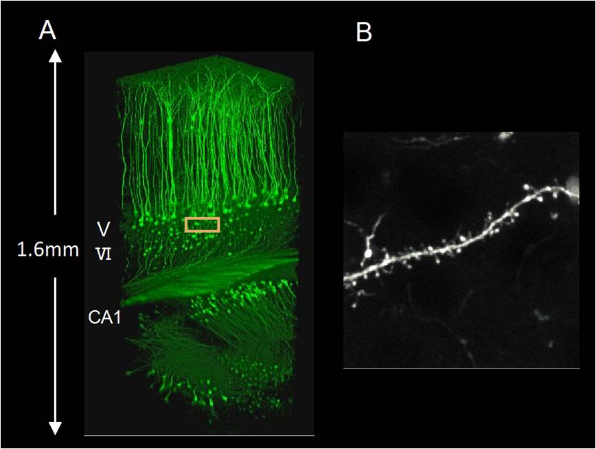 22302112  VA044日本和光CLARITY技术透明组织化试剂VA044-透明组织化