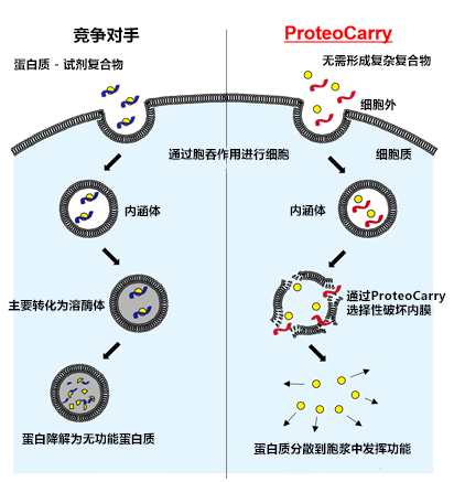 FDV0015Funakoshi新型蛋白转染试剂：ProteoCarry-转染试剂