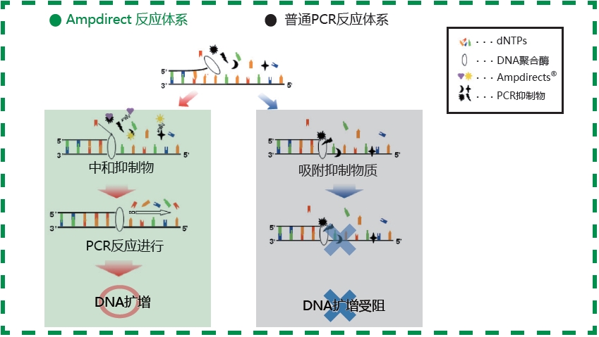 60421469无需DNA抽提新型PCR扩增缓冲液-缓冲液