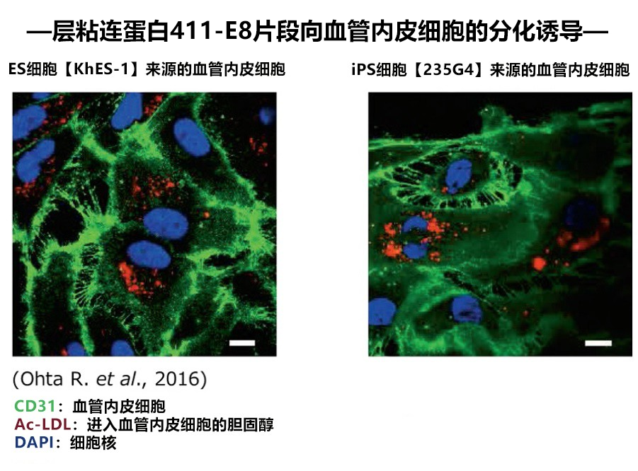 iMatri411血管内皮细胞的分化诱导用粘连蛋白-干细胞