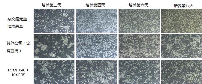 08110381Wako日本和光杂交瘤无血清培养基-细胞培养