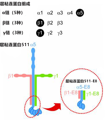 细胞培养基质 层粘连蛋白511-细胞培养