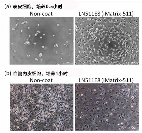 细胞培养基质 层粘连蛋白511-细胞培养