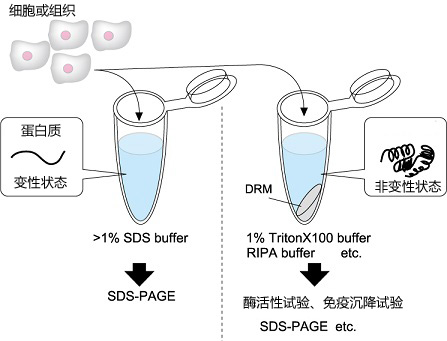 UltraRIPA 脂筏提取缓冲液套装-蛋白研究