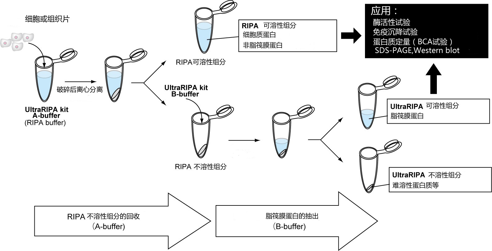 UltraRIPA 脂筏提取缓冲液套装-蛋白研究