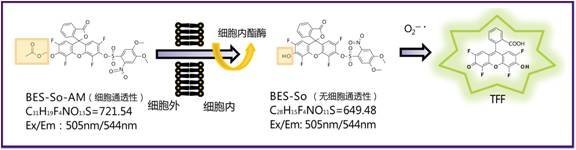 超氧化物特异性荧光探针BES-So(Cell-impermeant)-WAKO和光纯药