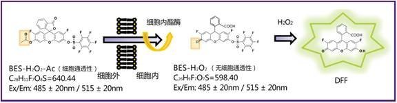 过氧化氢特异性荧光探针BES-H2O2-Ac-WAKO和光纯药