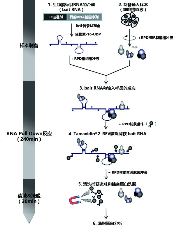 MagCapture™ RNA Pull Down检测试剂盒-WAKO和光纯药