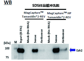 MagCapture™ RNA Pull Down检测试剂盒-WAKO和光纯药