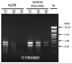 ISOSPIN Plant RNA（从植物组织提取RNA试剂盒）