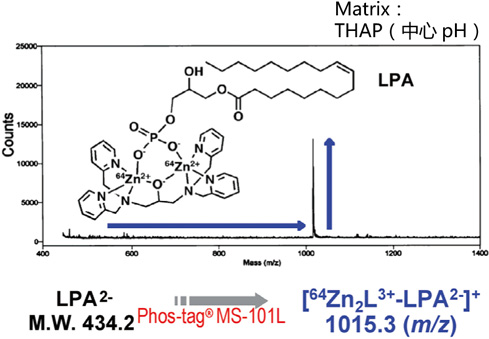 磷酸标记质谱分析试剂盒 Phos-tag Mass Analytical Kit-WAKO和光纯药
