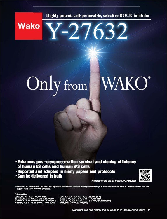 ROCK抑制剂 Y-27632-WAKO和光纯药
