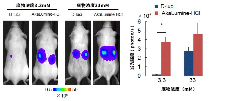 AkaLumine-HCl高穿透荧光素实现生物体内部深层活体成像