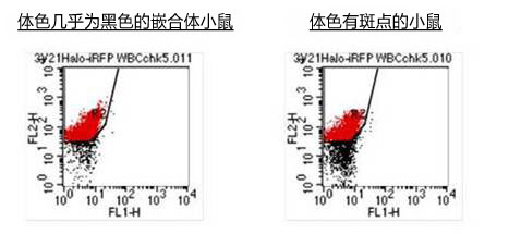 ES细胞・iPS细胞培养用血清代替品SSR-WAKO和光纯药