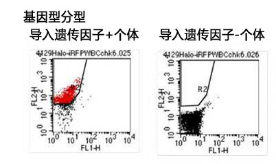 ES细胞・iPS细胞培养用血清代替品SSR-WAKO和光纯药