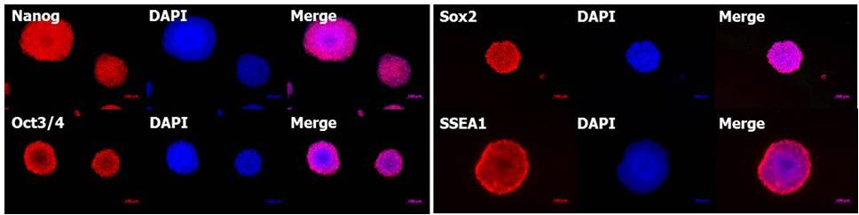 ES细胞・iPS细胞培养用血清代替品SSR-WAKO和光纯药
