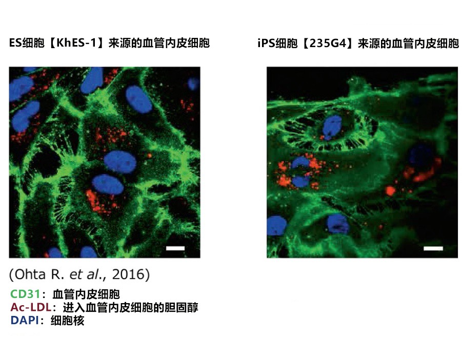 血管内皮细胞的分化诱导用粘连蛋白iMatrix-411