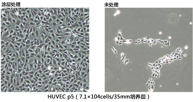 细胞外基质涂层cellnest人Ⅰ型重组胶原蛋白肽