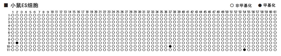 EpiSight™ BisulTaq™ DNA Polymerase, recombinant, Solution Ver.2-WAKO和光纯药