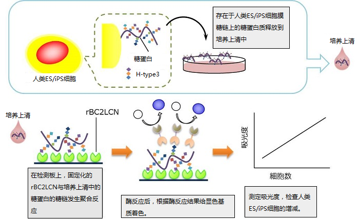 Human ES/iPS Cell Monitoring Kit 人类ES/iPS细胞检测试剂盒 -WAKO和光纯药