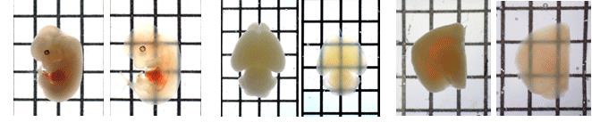 Wako日本和光 SeeDB 组织透明化 深层成像-WAKO和光纯药