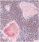 Cosmo温敏性水凝胶Mebiol Gel-3D细胞培养-Cosmo Bio