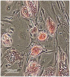 Cosmo温敏性水凝胶Mebiol Gel-3D细胞培养-Cosmo Bio