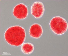 Cosmo温敏性水凝胶Mebiol Gel-3D细胞培养-Cosmo Bio