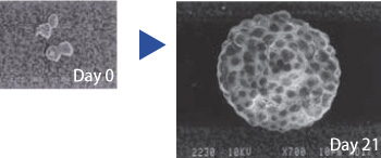 Cosmo温敏性水凝胶Mebiol Gel-3D细胞培养-Cosmo Bio