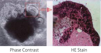 Cosmo温敏性水凝胶-用于3D细胞培养-Cosmo Bio