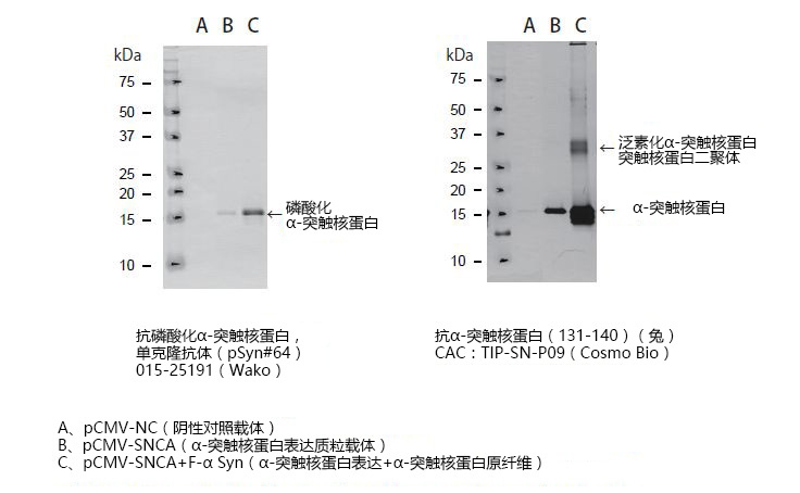 Cosmo α-突触核蛋白聚集检测试剂盒-Cosmo Bio