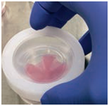 iP-TEC® 细胞片运输容器φ38、φ50-SANPLATEC