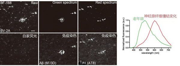 BF-188 阿尔兹海默症特异性荧光探针-188-WAKO和光纯药