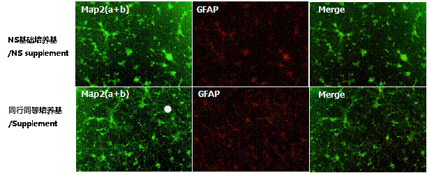 NS神经细胞基础培养基 NS Basal Medium-WAKO和光纯药