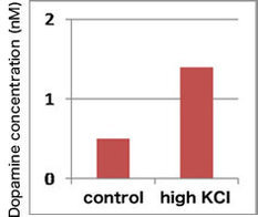 干细胞来源的神经细胞-Reprocell