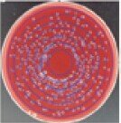 爱史科Sk-e PSF-1000自动菌落计数器