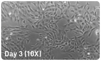 microRNA增强试剂盒-Stemgent