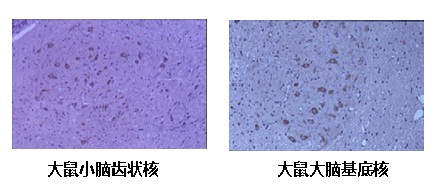 自噬研究用抗体-WAKO和光纯药