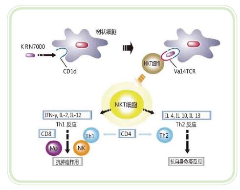 NKT细胞激活剂KRN7000 α-半乳糖神经酰胺