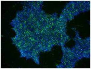 Stemgent RNA™-NM重编程试剂盒-Stemgent