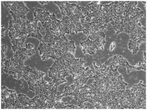 Stemgent RNA™-NM重编程试剂盒-Stemgent