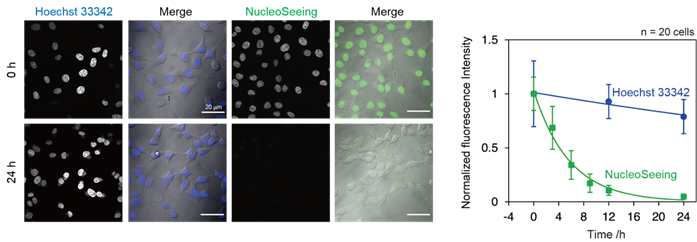 DNA特异性细胞核实时成像试剂NucleoSeeing ＜Live Nucleus Green＞